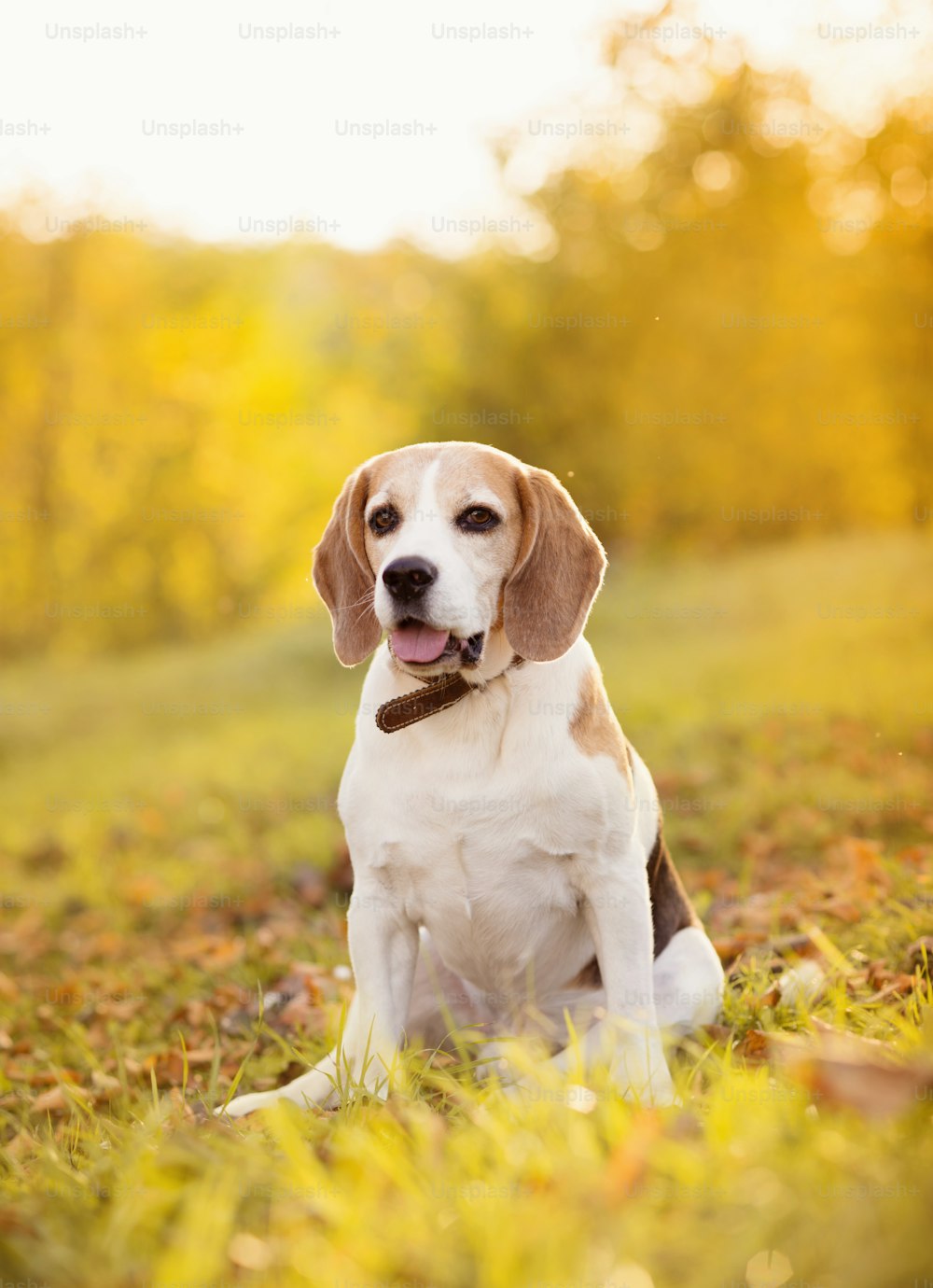 Beagle dog portrait on sunshine background in nature