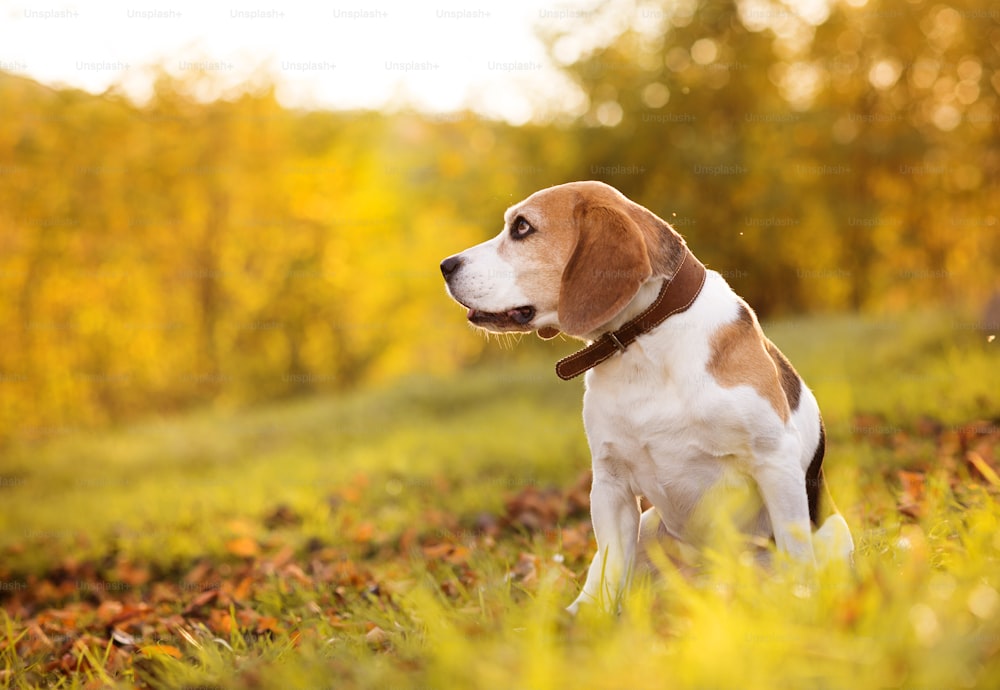 Retrato del perro del Beagle sobre el fondo del sol en la naturaleza