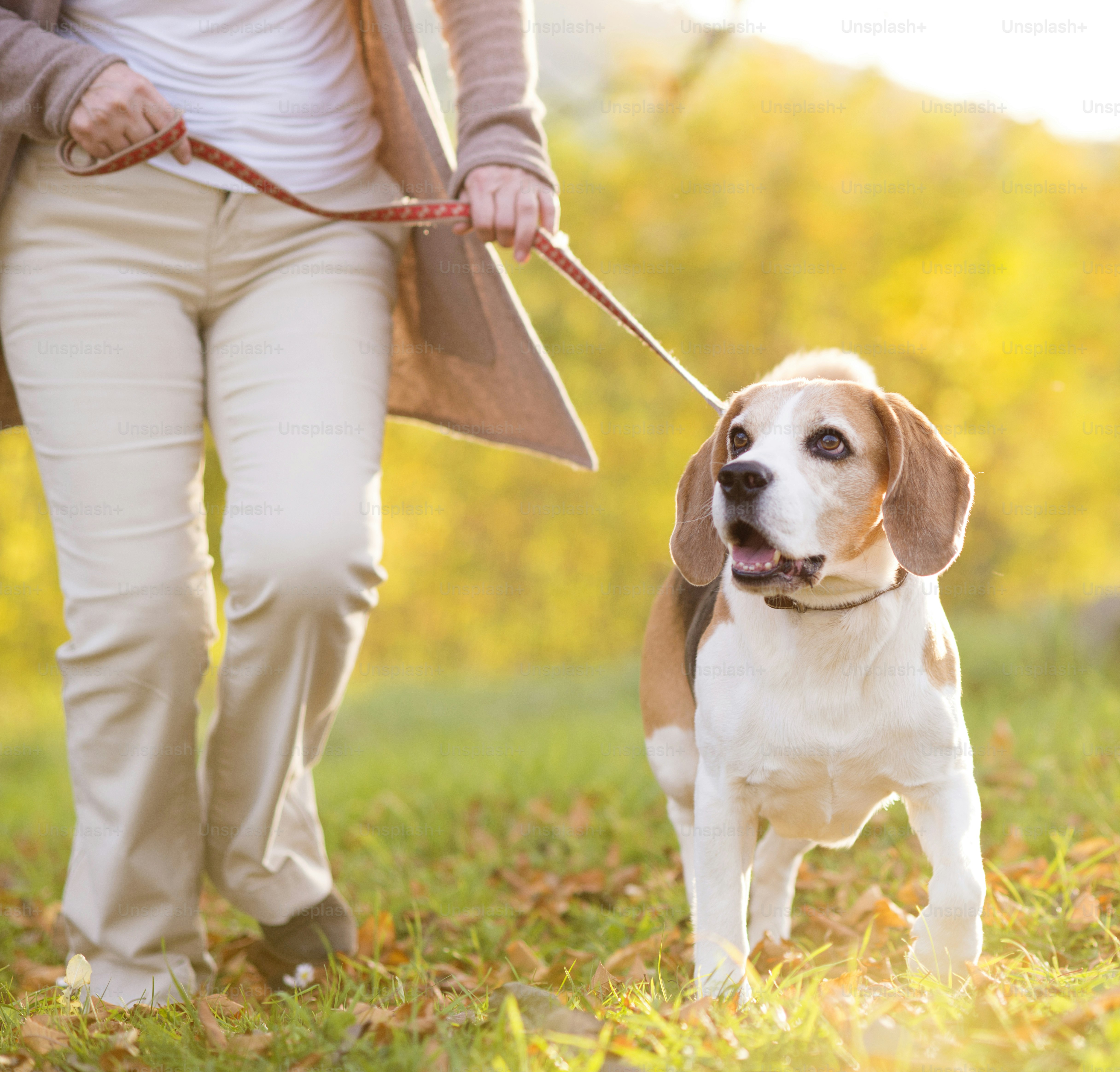 Femme âgée promenant son chien beagle à la campagne