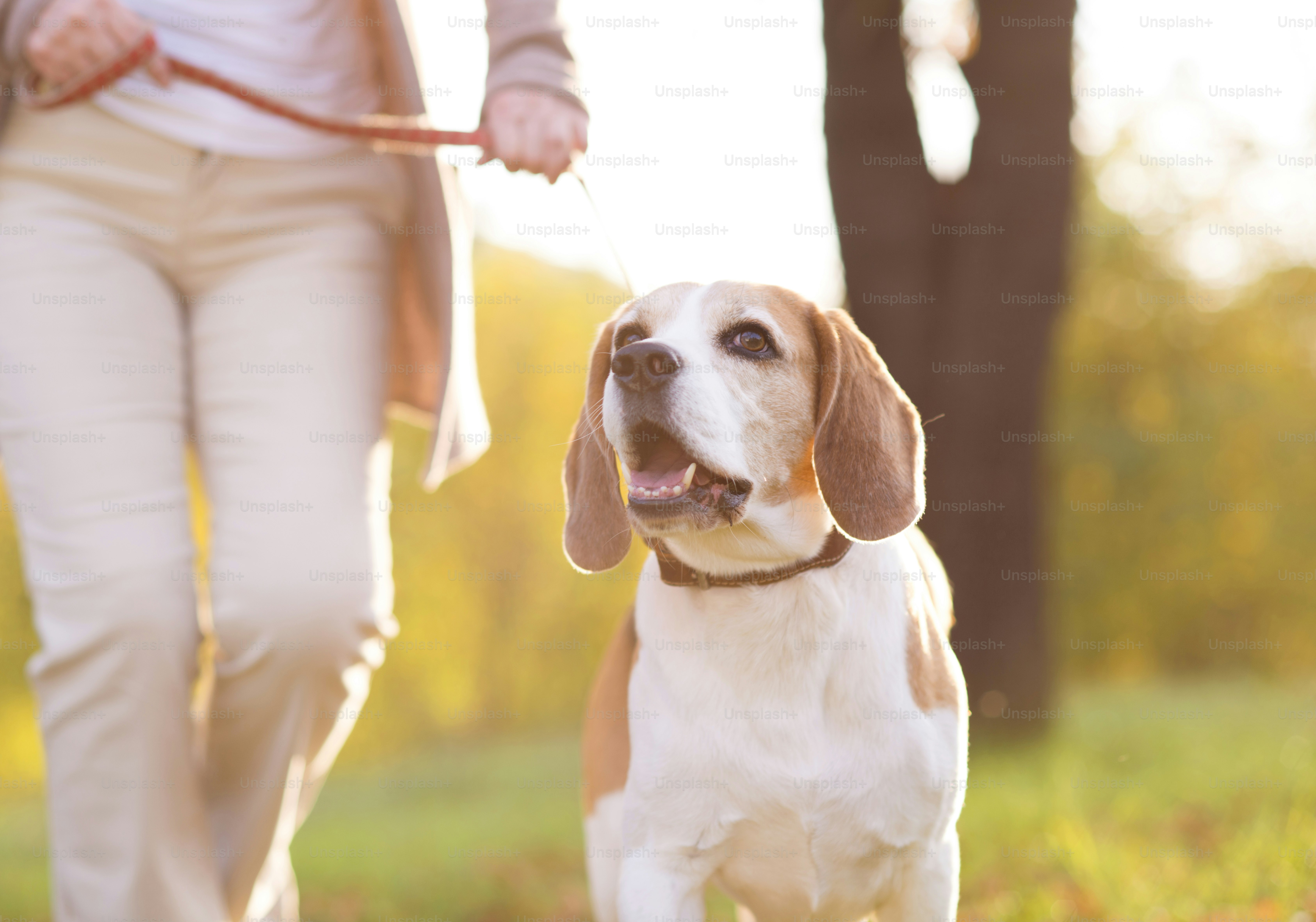 Femme âgée promenant son chien beagle à la campagne