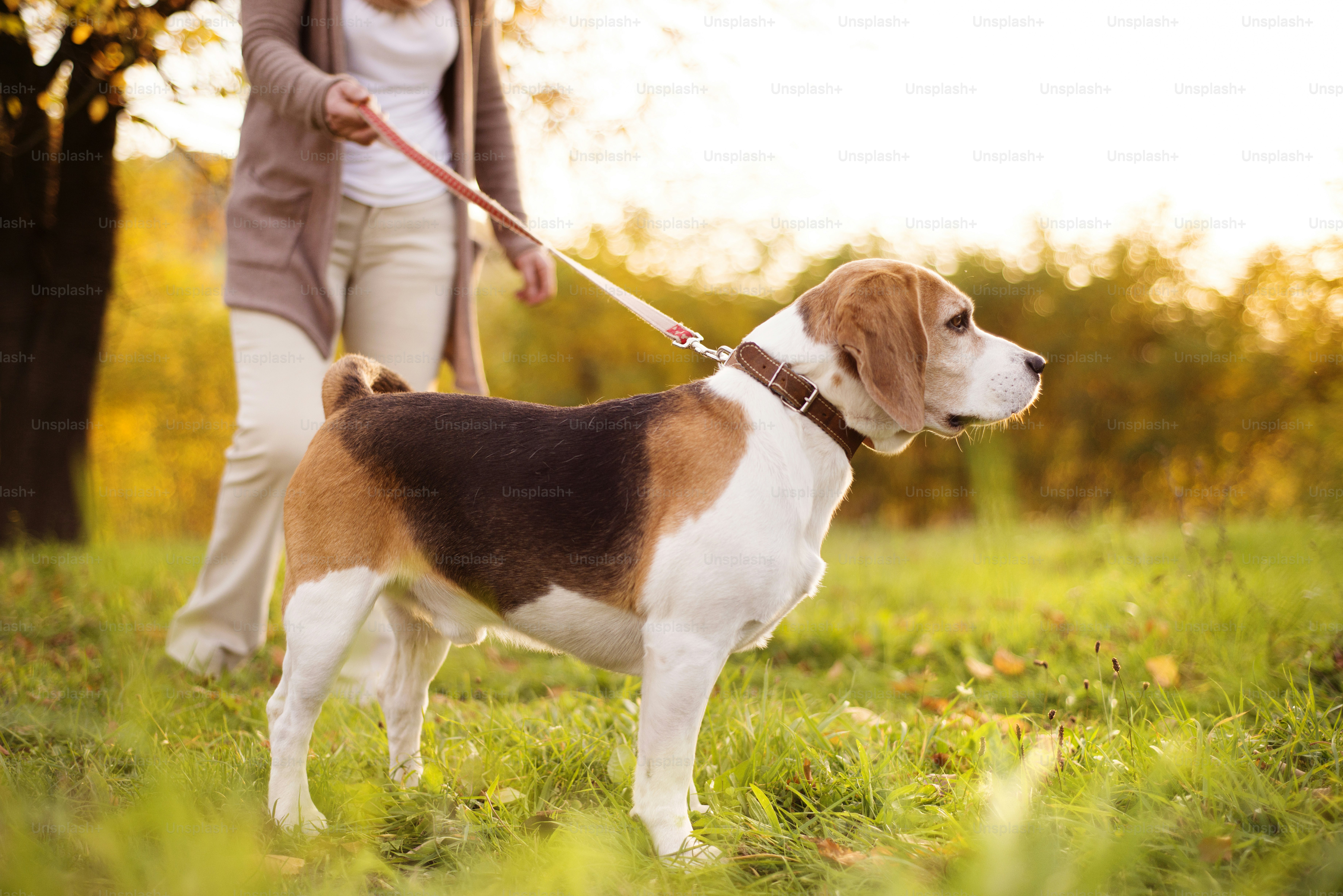 Femme âgée promenant son chien beagle à la campagne