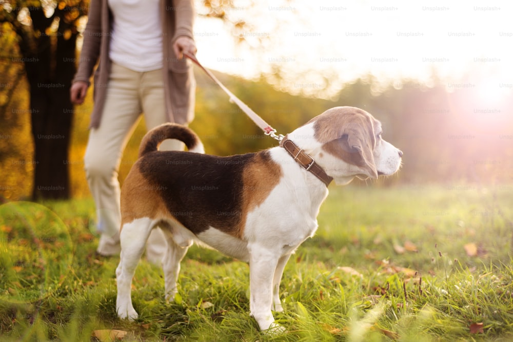 Mulher sênior que caminha seu cão beagle no campo