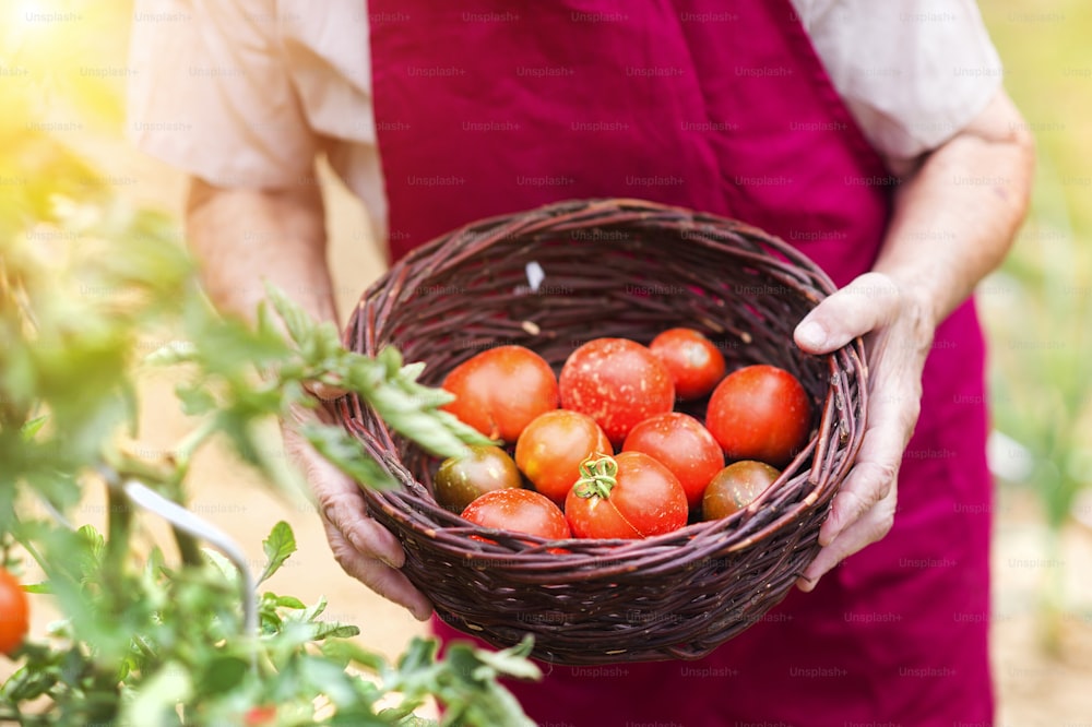 Femme âgée méconnaissable dans son jardin en train de récolter des tomates