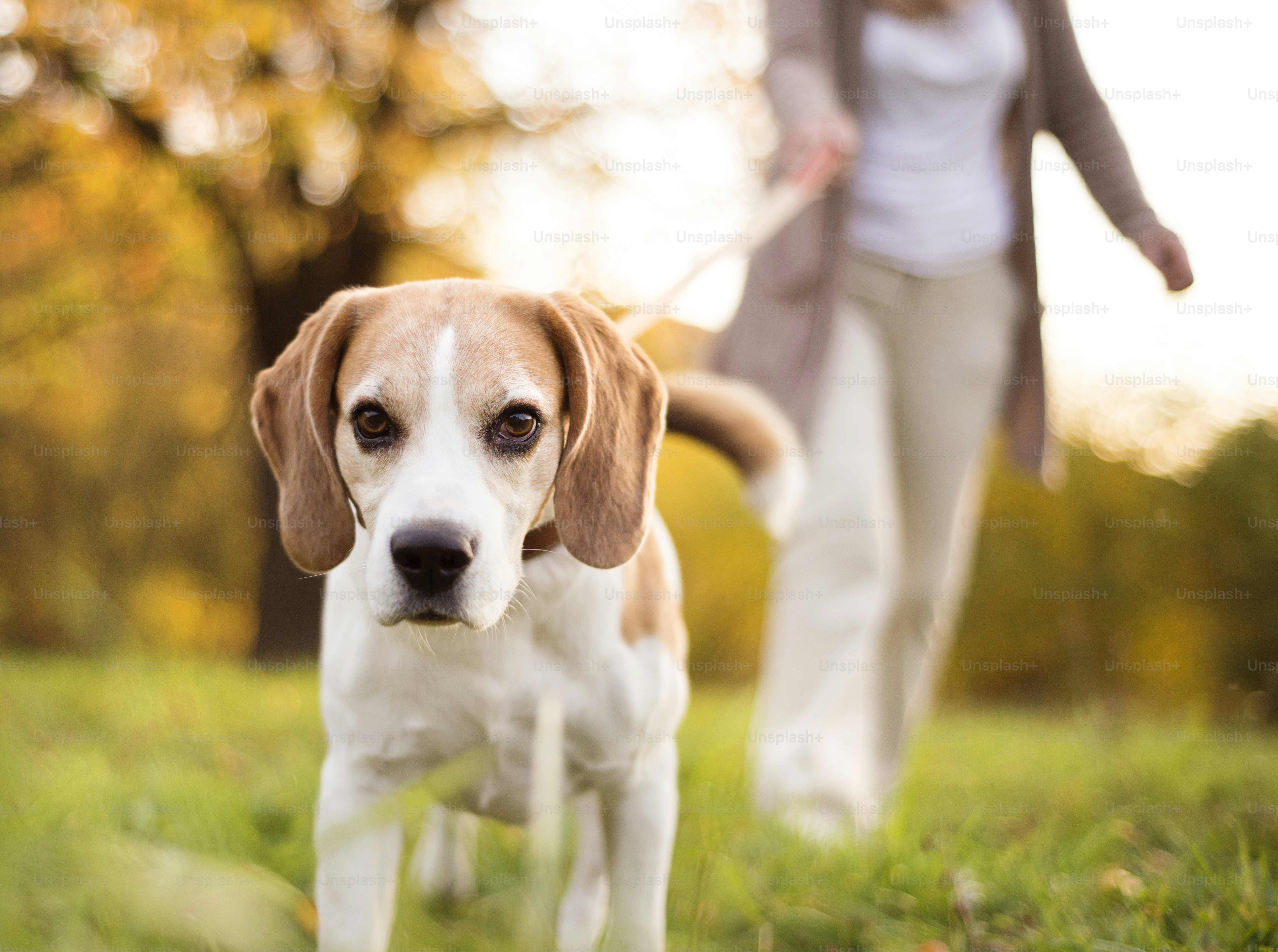 Femme âgée promenant son chien beagle à la campagne