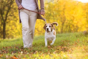 Femme âgée promenant son chien beagle à la campagne