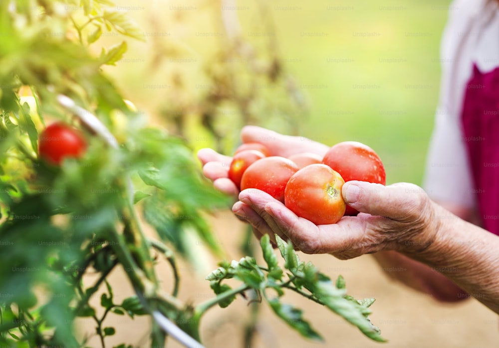 토마토를 수확하는 정원에서 알아볼 수 없는 노인 여자