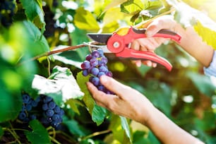 Manos de una mujer cortando un racimo de uvas