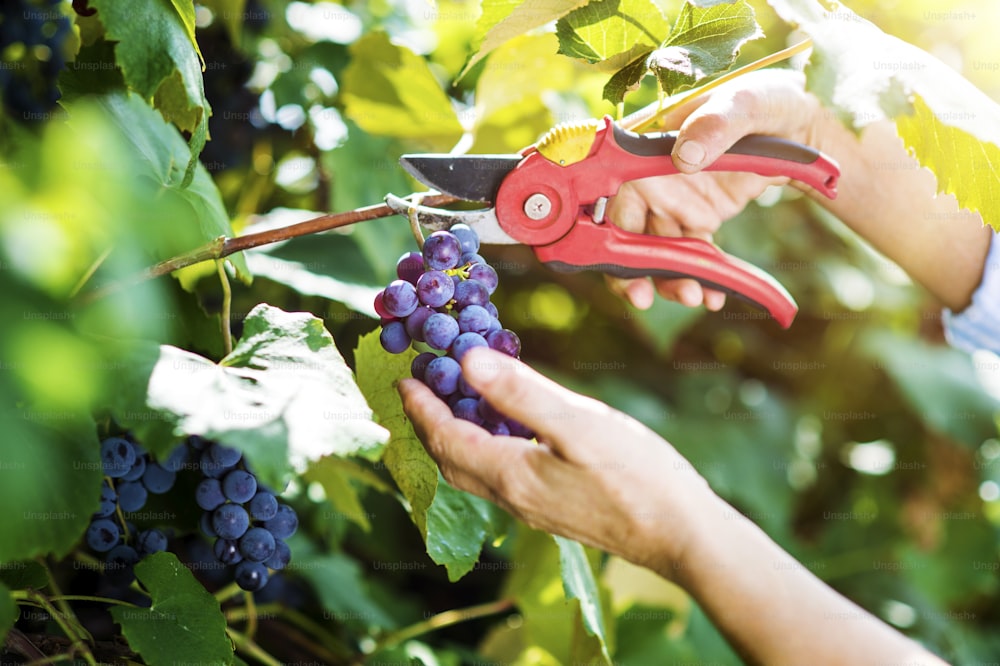Hands of a woman cutting a bunch of grapes