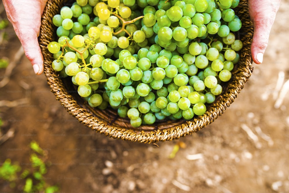 Portrait of a senior woman holding a basket with grapes