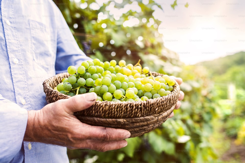 Portrait of a senior man holding a basket with grapes