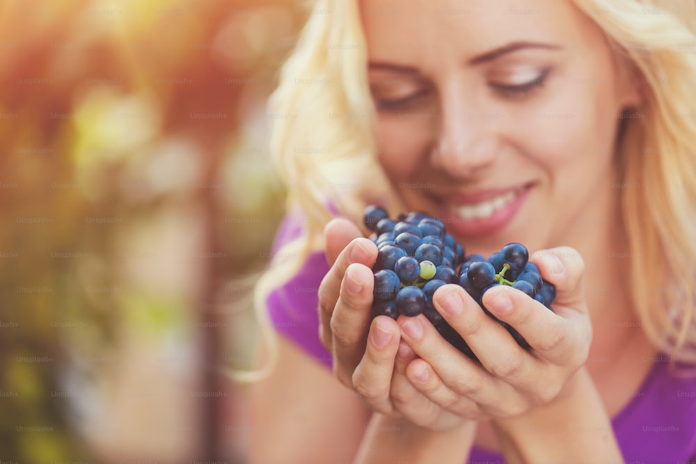 Beautiful young  blond woman harvesting blue grapes