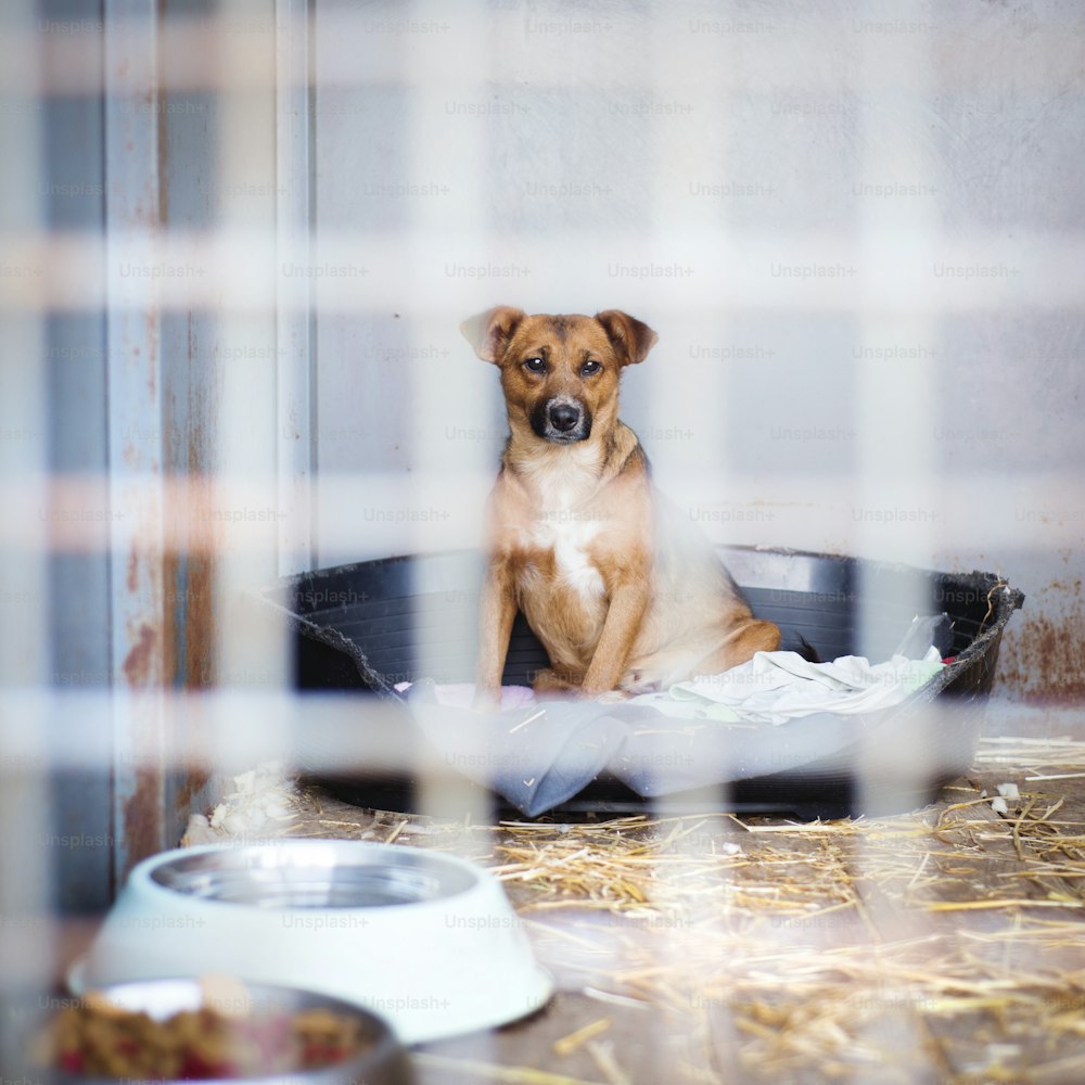 Un cane in un rifugio per animali, in attesa di una casa