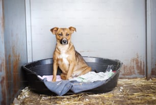 A dog in an animal shelter, waiting for a home