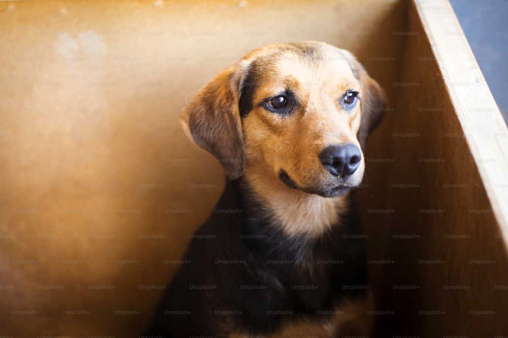 A dog in an animal shelter, waiting for a home