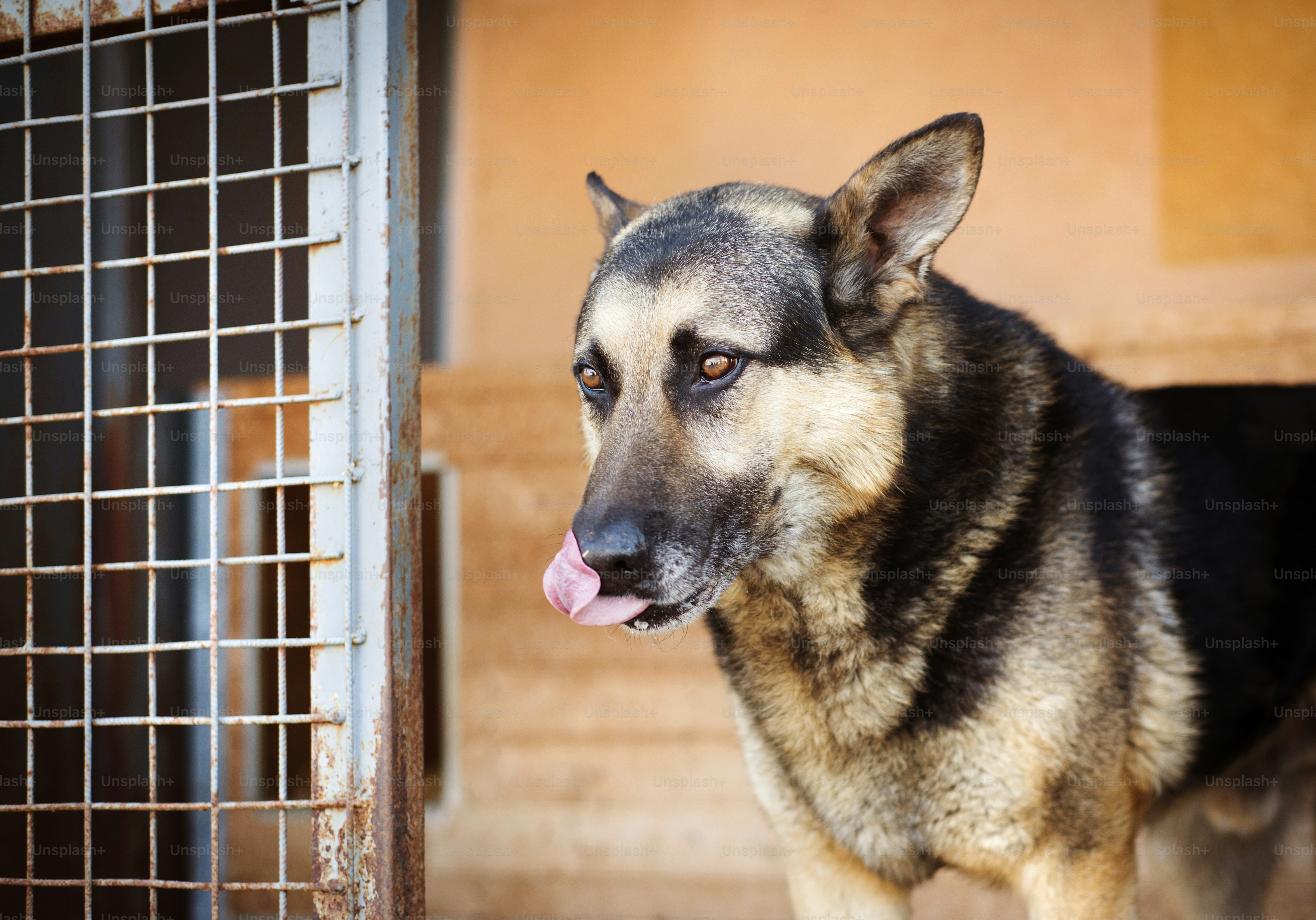 A dog in an animal shelter, waiting for a home