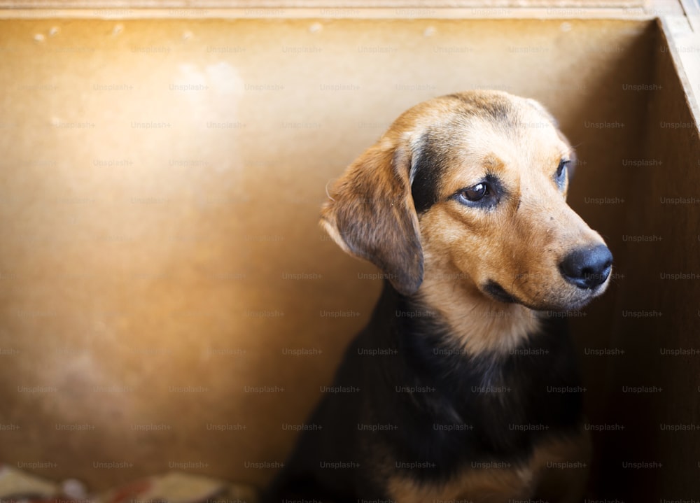 A dog in an animal shelter, waiting for a home