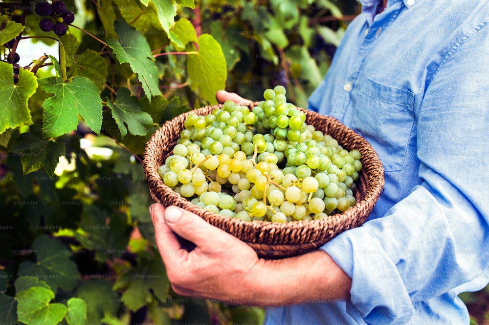 Portrait of a senior man holding a basket with grapes