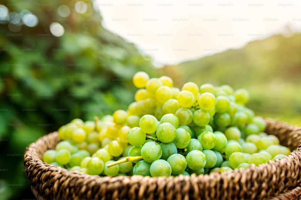 Basket full of grapes surrounded by green leaves