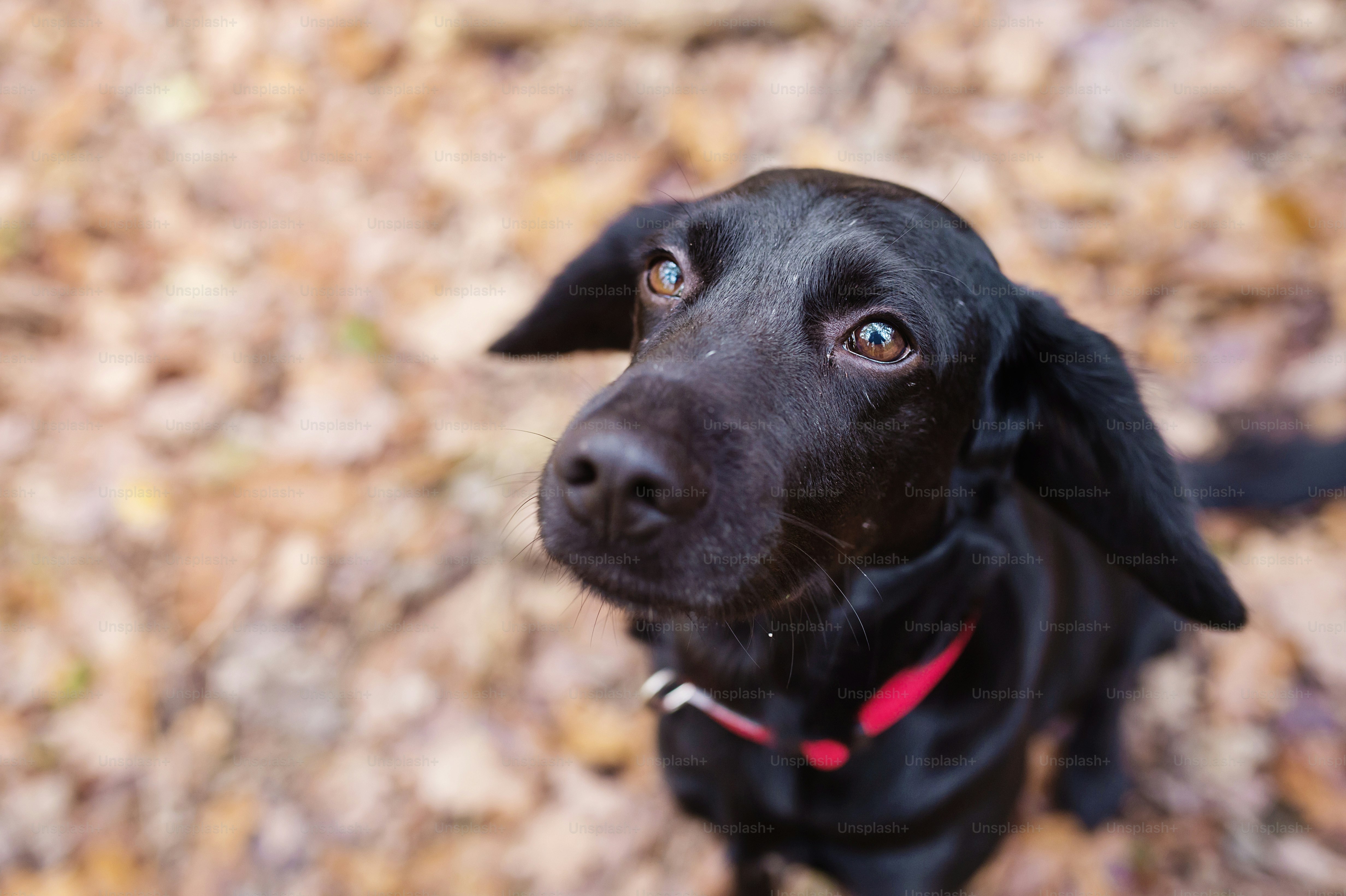 Black dog outside in sunny autumn forest