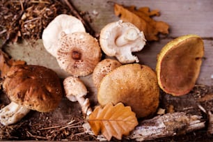 Divers champignons posés sur le sol dans la forêt d’automne