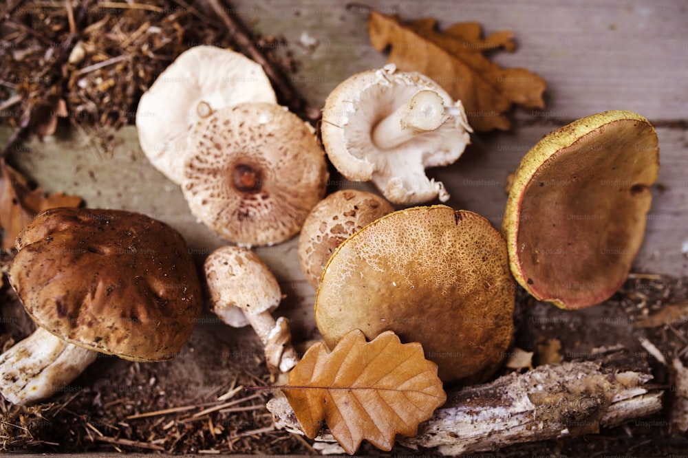 Various mushrooms laid on the ground in autumn forest