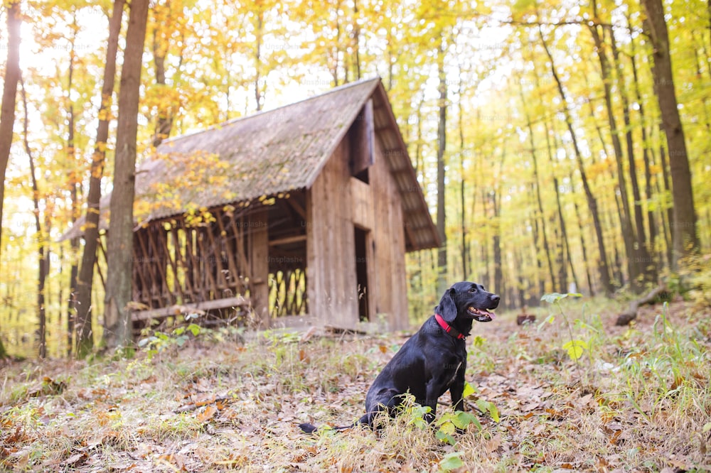 Perro negro afuera en el soleado bosque de otoño