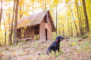 日当たりの良い秋の森の外の黒い犬