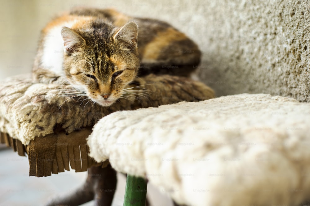 Chat brun mignon dormant sur un banc devant la maison