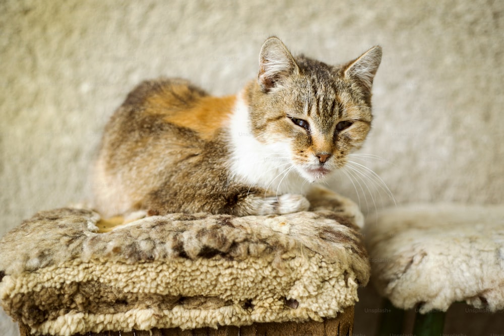 Cute brown cat sitting on bench in front of the house