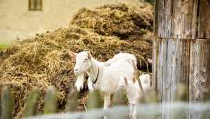 Cabra blanca Dometic comiendo paja seca en la granja