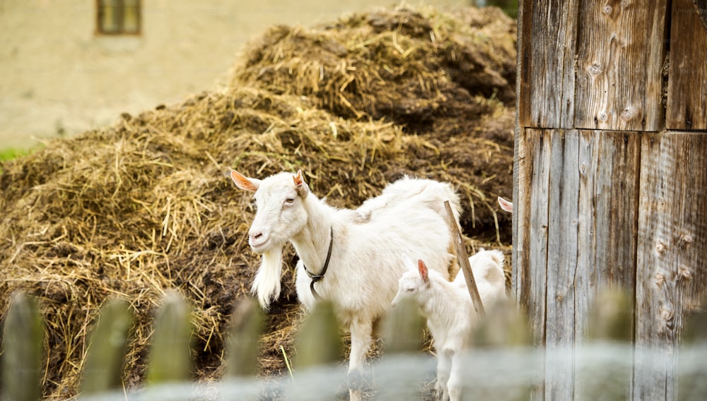 Chèvre blanche dometic mangeant de la paille sèche à la ferme