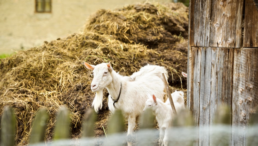 Dometic white goat eating dry straw on farm