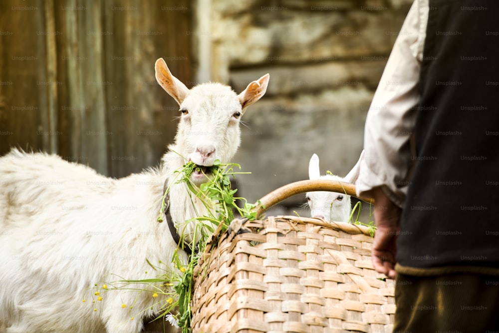 Cabra blanca Dometic comiendo hierba de la cesta del granjero