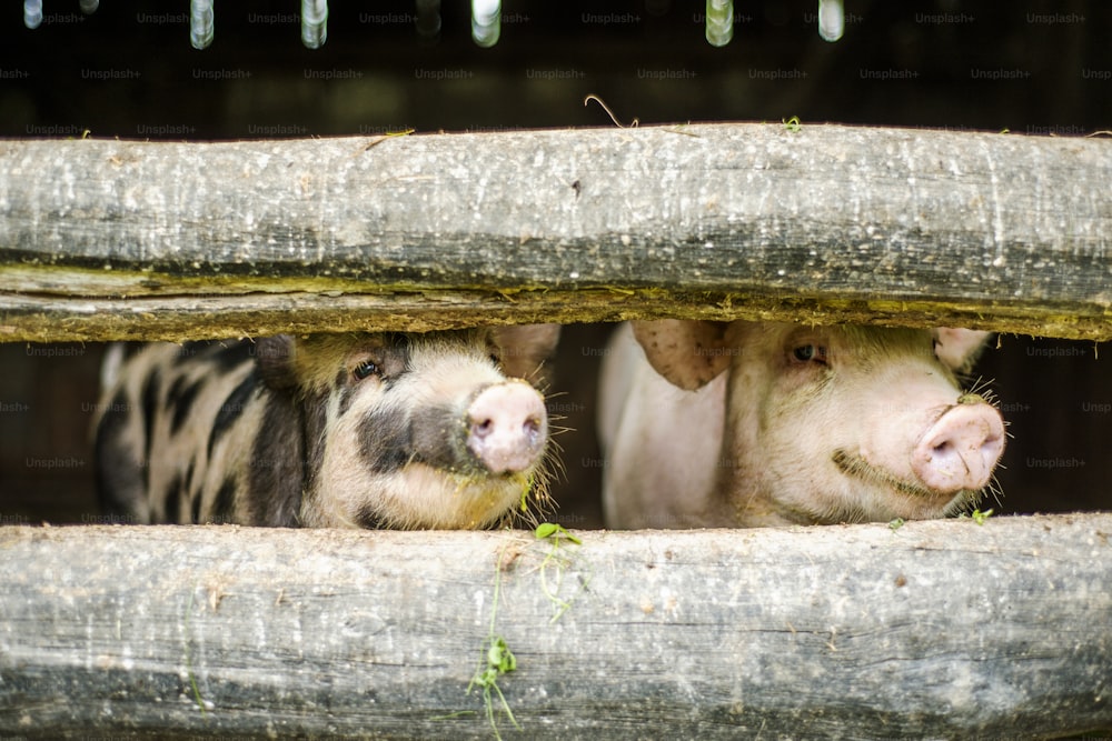 Cute pigs are in the old barn