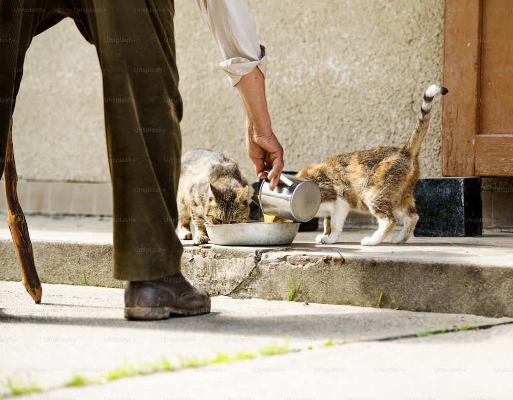 Old farmer is pouring milk to bowl for two cats