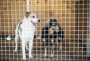 A dog in an animal shelter, waiting for a home