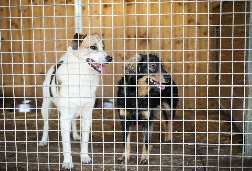 Um cão em um abrigo de animais, à espera de uma casa