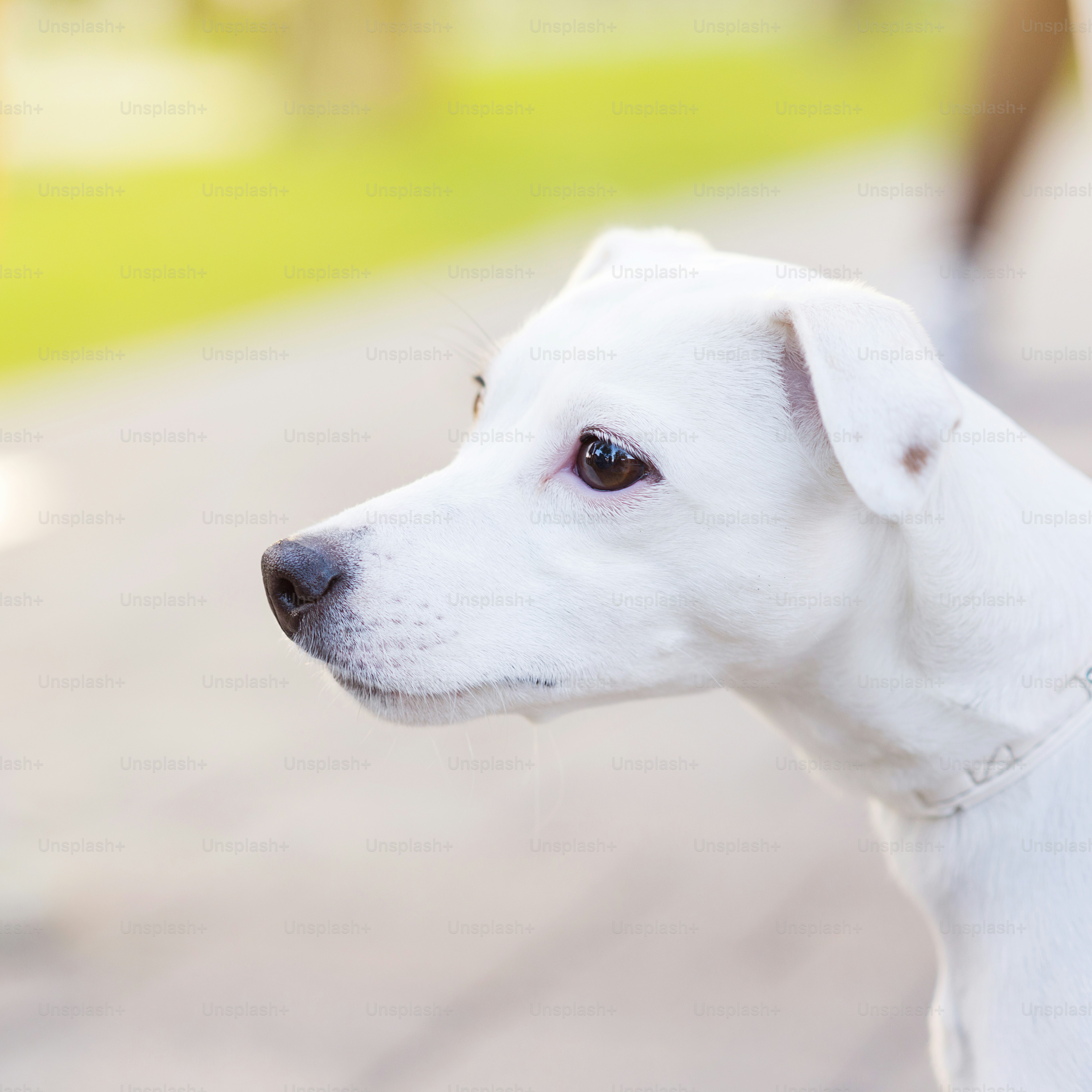 Cute white dog is looking to side in park