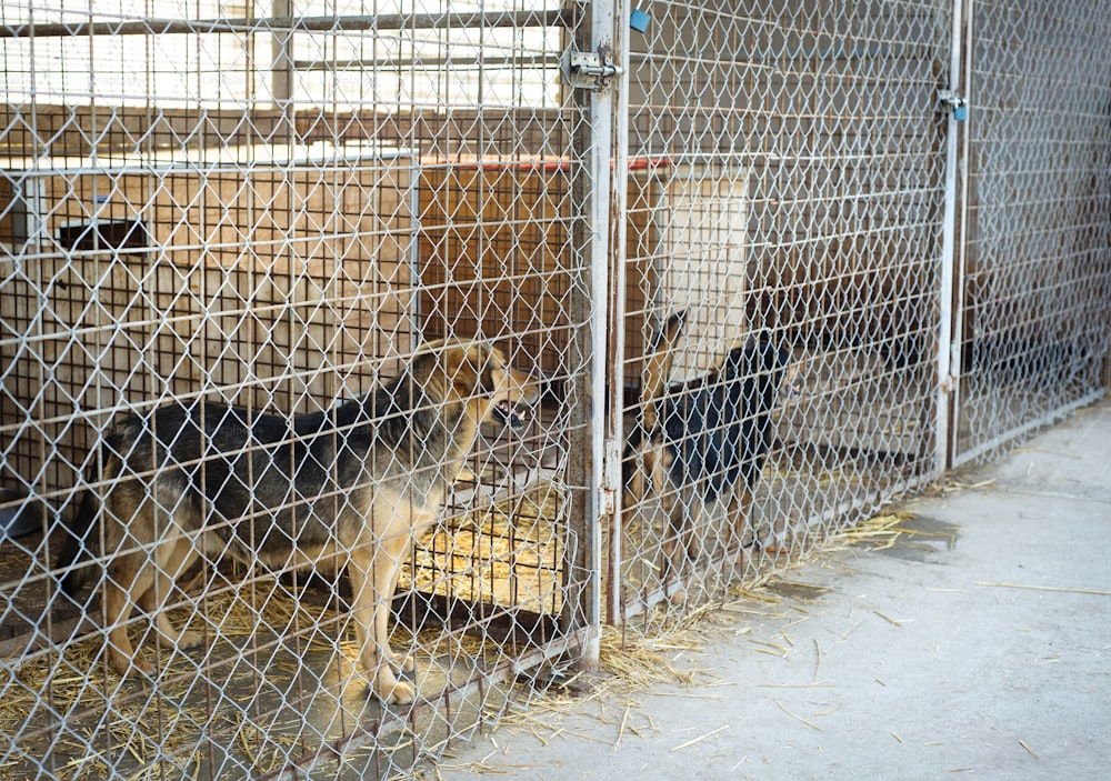 A dog in an animal shelter, waiting for a home