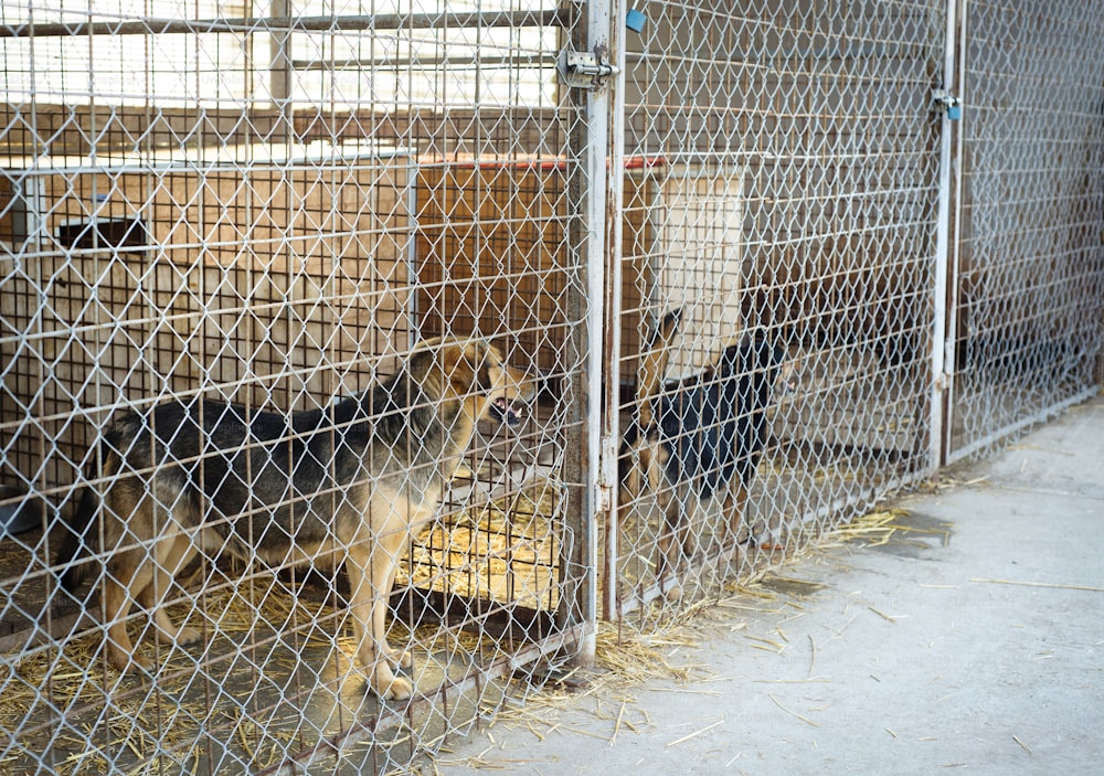 Um cão em um abrigo de animais, à espera de uma casa