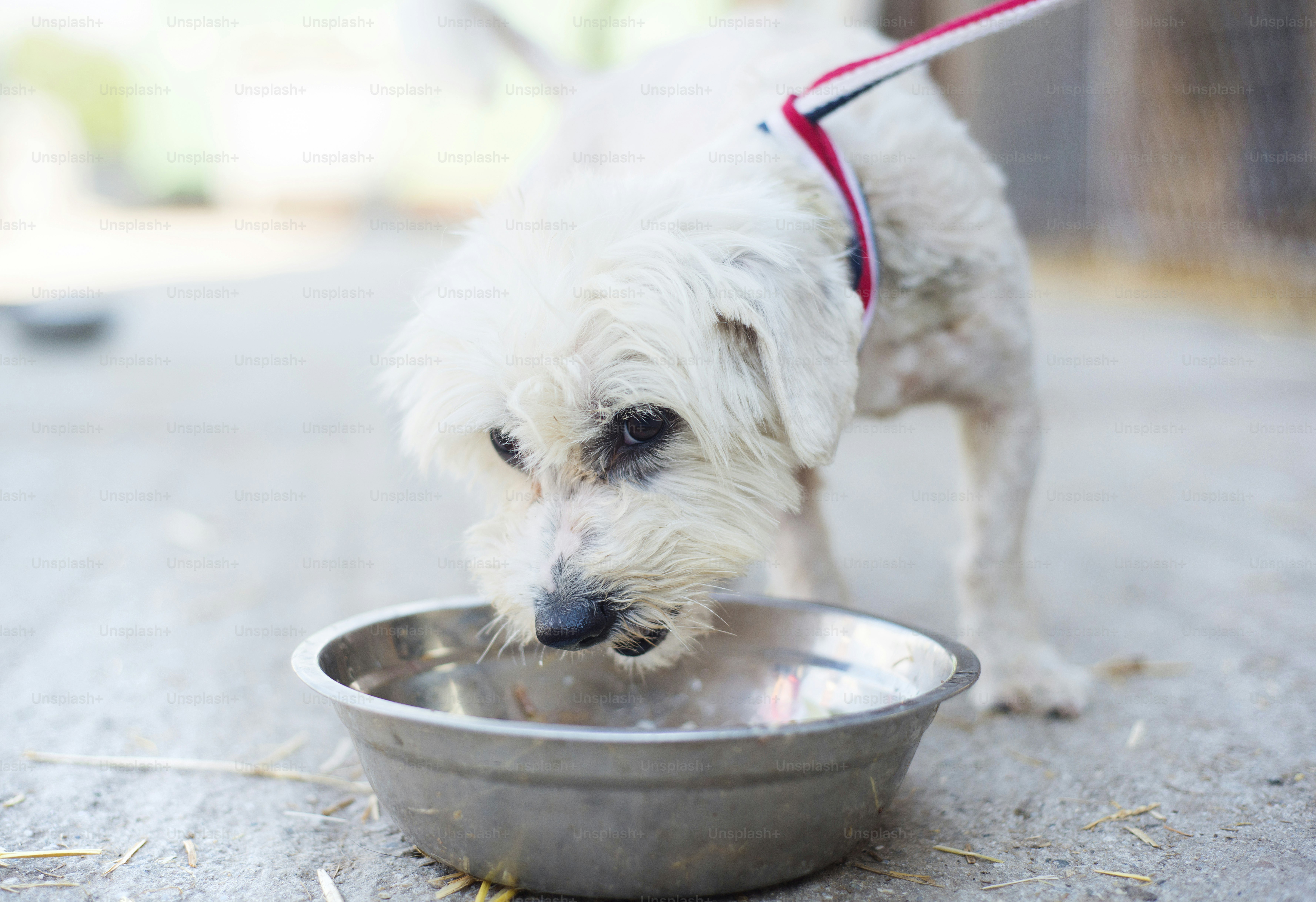Cute dog outside eating his food from the bowl