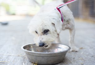 Süßer Hund draußen frisst sein Futter aus der Schüssel