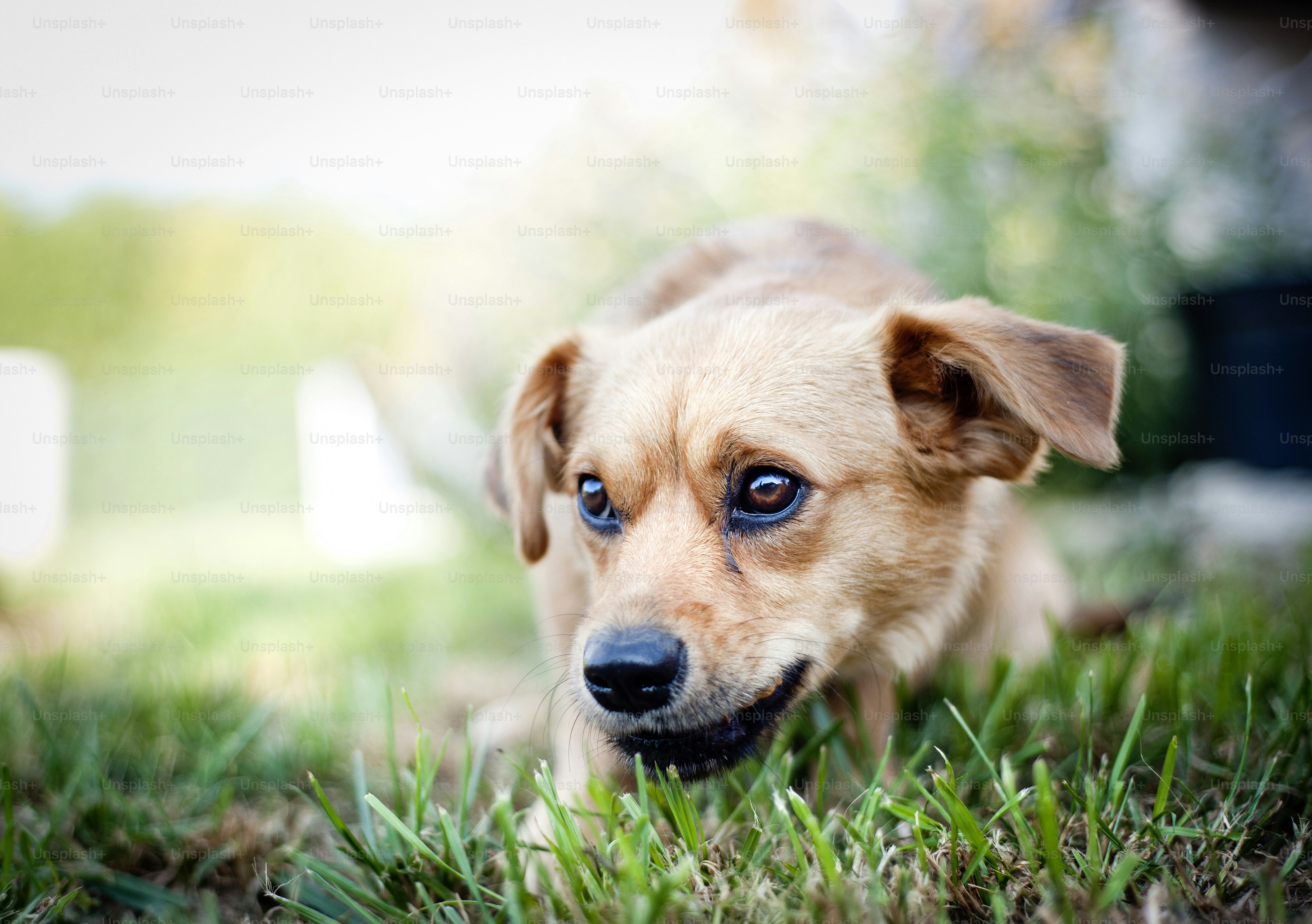 Cute happy puppy playing on fresh summer grass