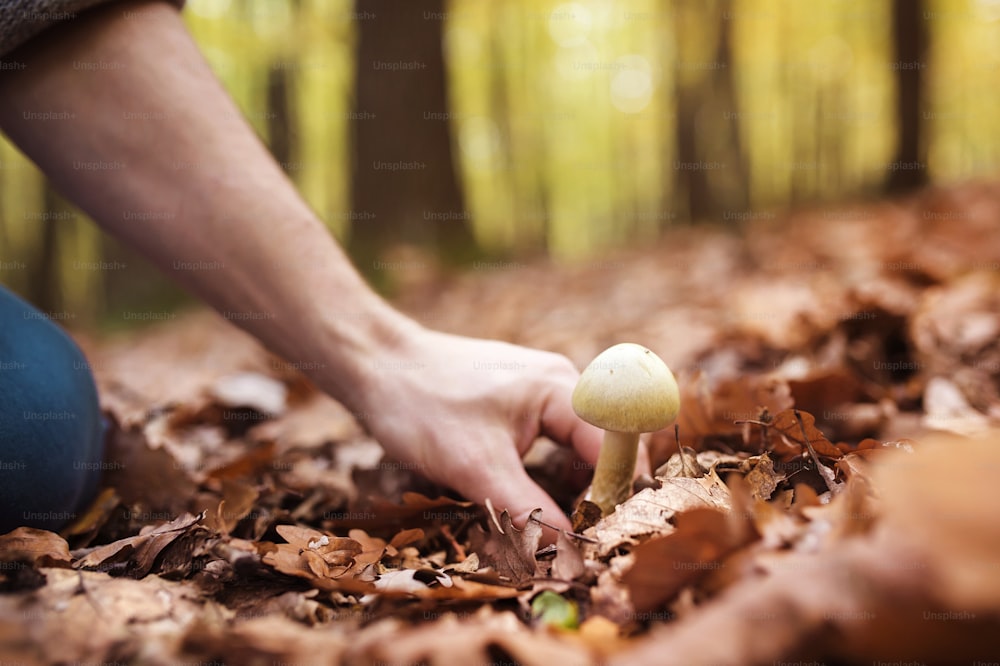 Jeune homme cueillant des champignons dans la forêt d’automne