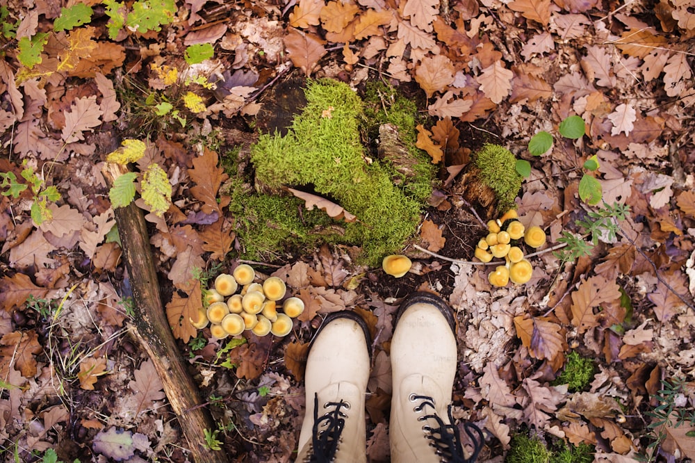 Joven recogiendo setas en el bosque de otoño