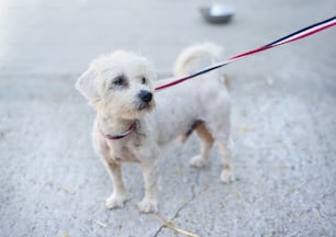 Cute white dog on the lead outside