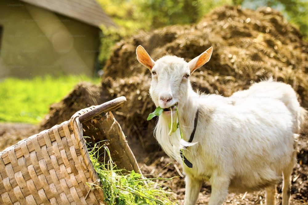Dometic white goat eating grass from basket