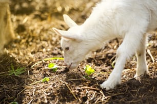 Chèvre blanche dometic mangeant de la paille sèche à la ferme