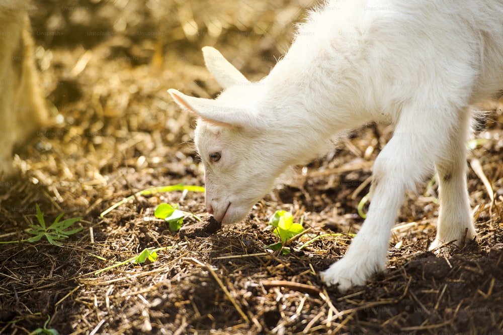 Dometic weiße Ziege frisst trockenes Stroh auf dem Bauernhof