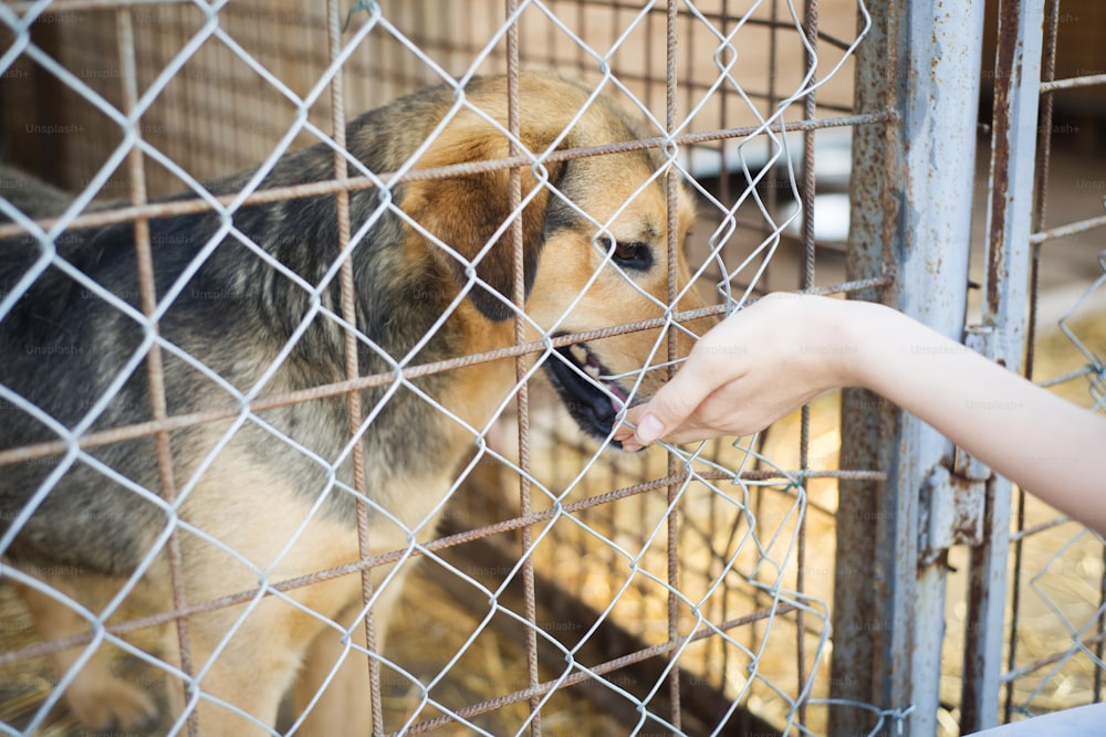 Um cão em um abrigo de animais, à espera de uma casa